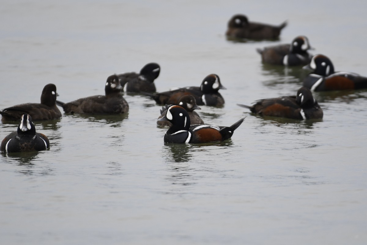 Harlequin Duck - Tim Healy