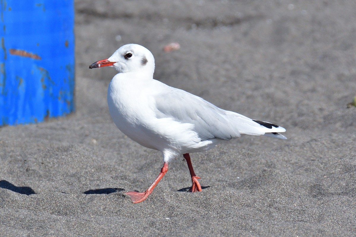 Brown-hooded Gull - ML614713321