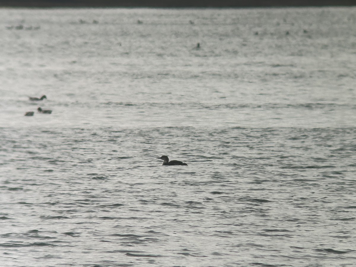 Yellow-billed Loon - ML614713349