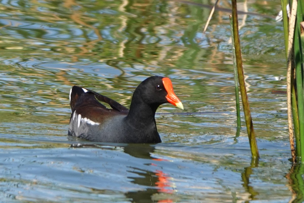 Common Gallinule - ML614713356