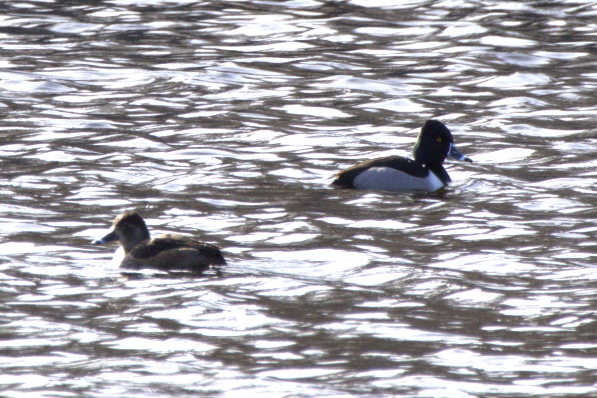 Ring-necked Duck - ML614713373