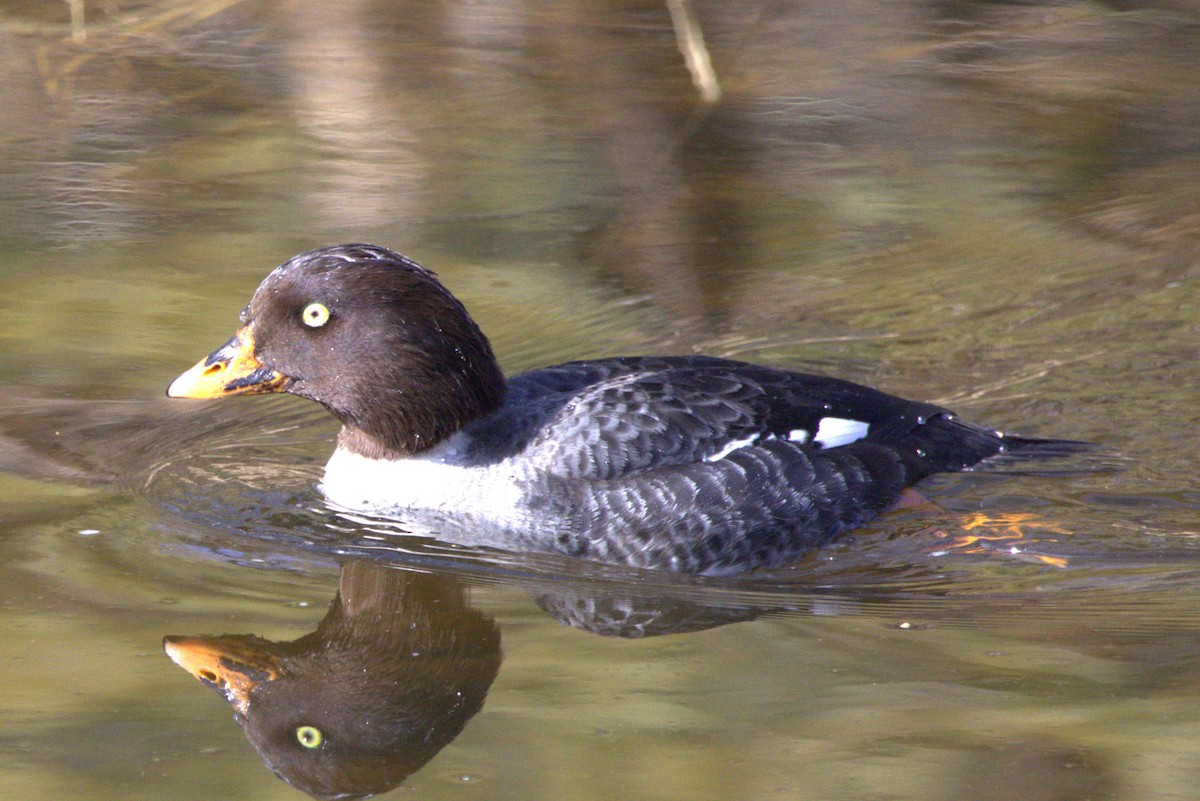 Common Goldeneye - ML614713398