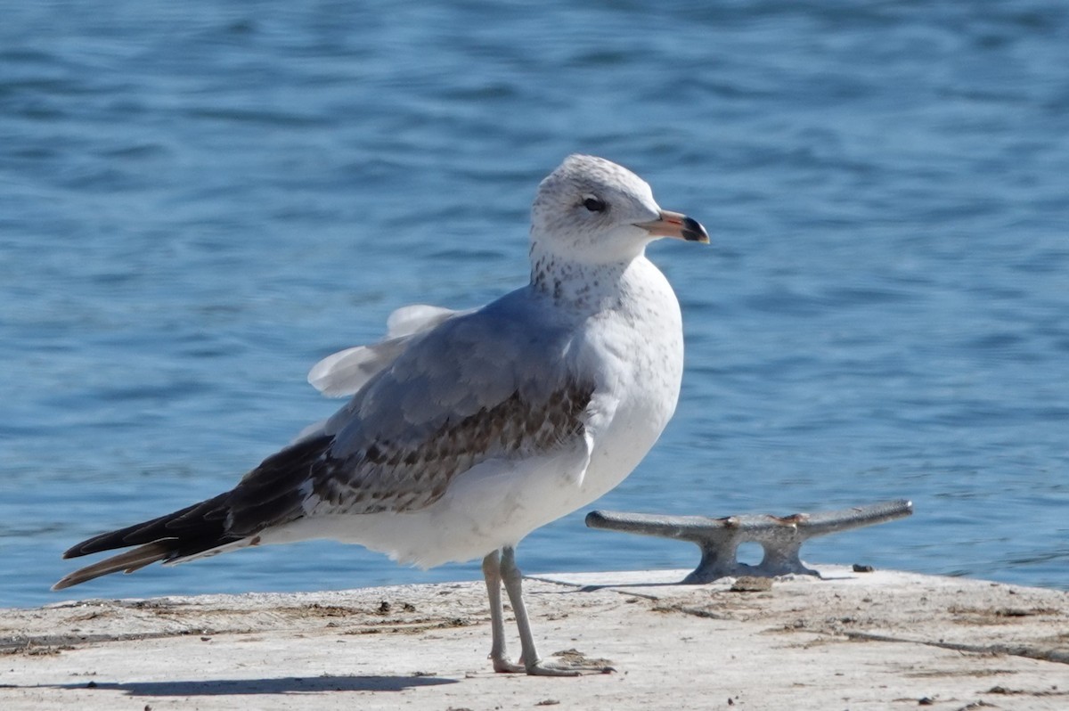 Ring-billed Gull - ML614713415