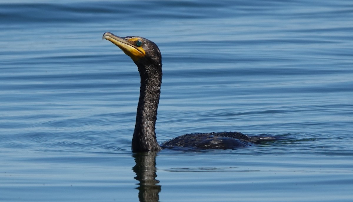 Double-crested Cormorant - ML614713432