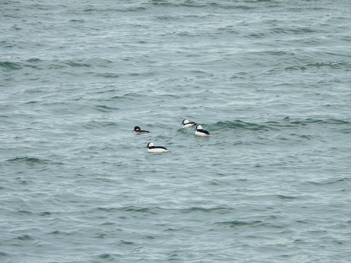 Bufflehead - M. Pierre-Louis