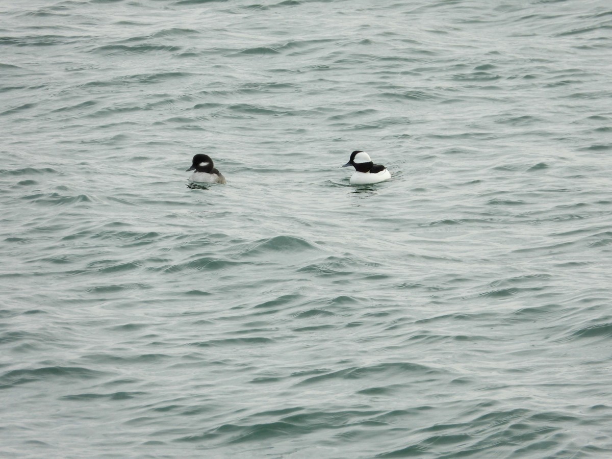 Bufflehead - M. Pierre-Louis