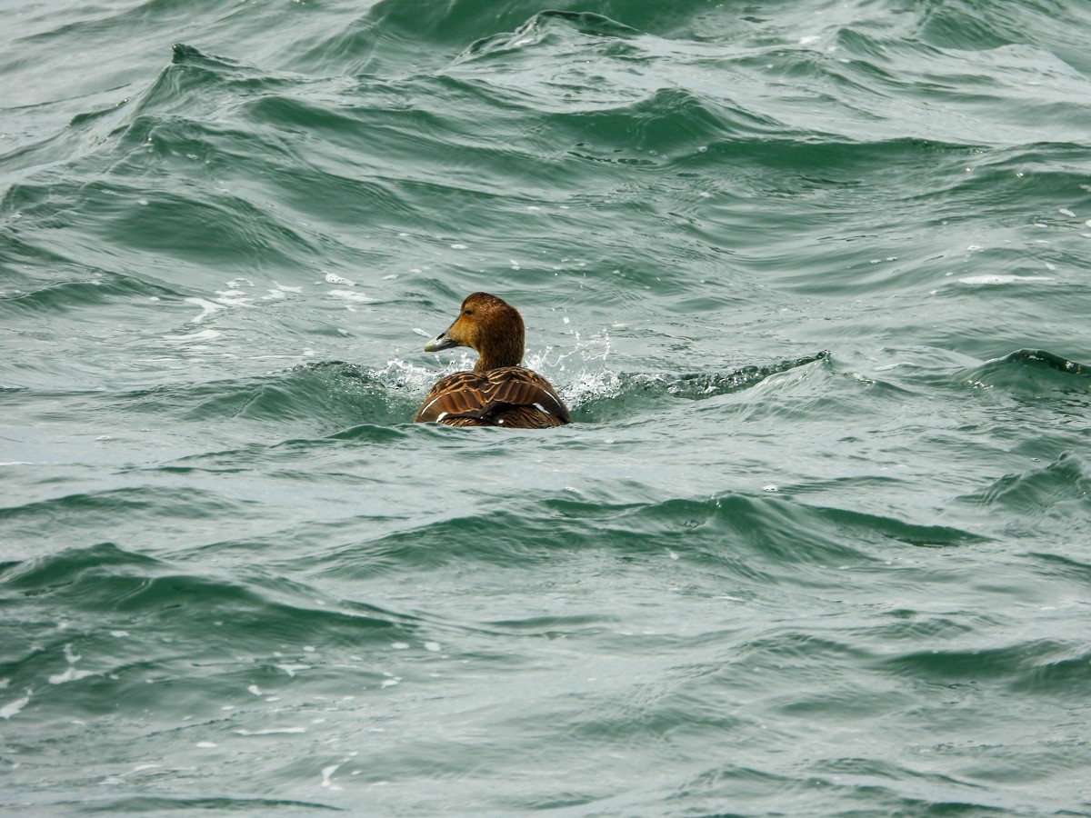 Common Eider - M. Pierre-Louis