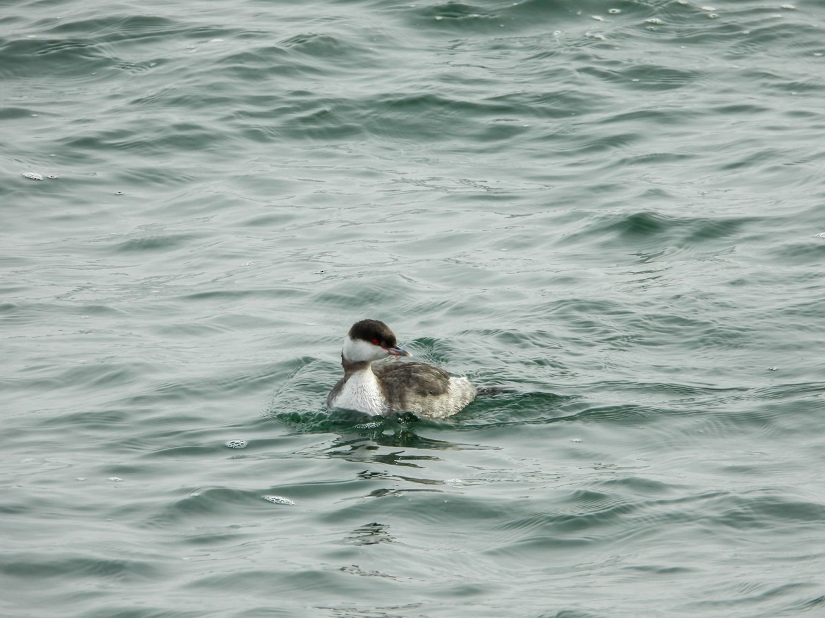 Horned Grebe - ML614713549