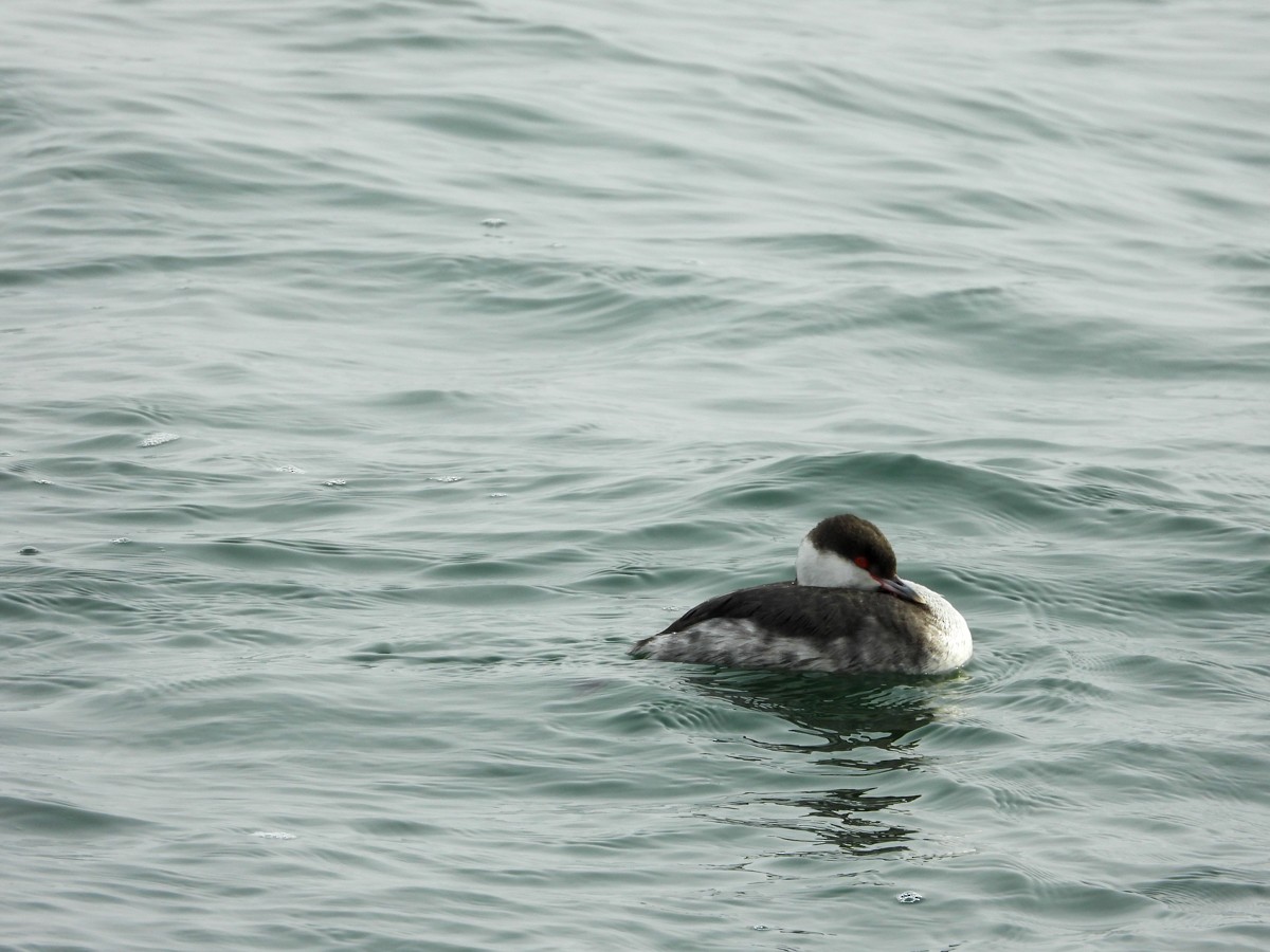 Horned Grebe - ML614713551