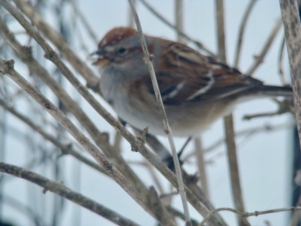 American Tree Sparrow - ML614713580