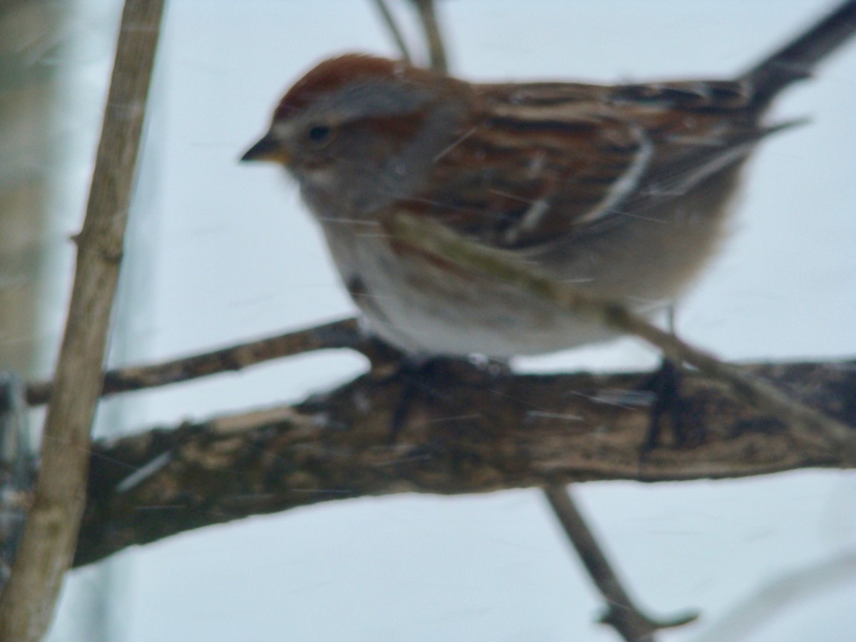 American Tree Sparrow - ML614713581