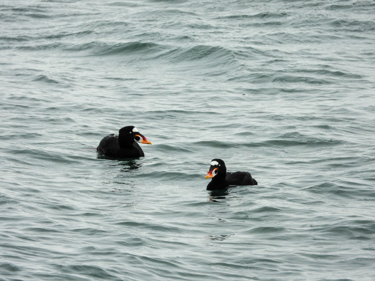 Surf Scoter - M. Pierre-Louis