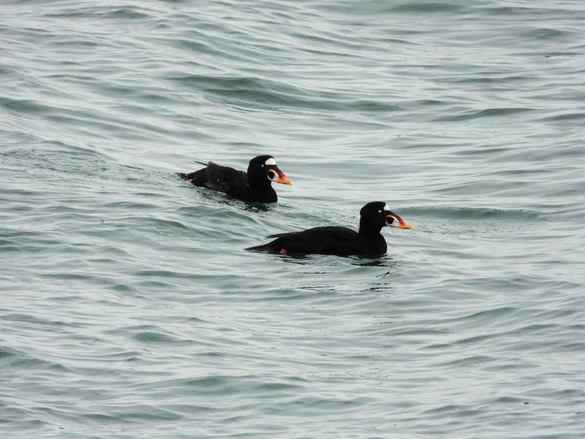 Surf Scoter - M. Pierre-Louis