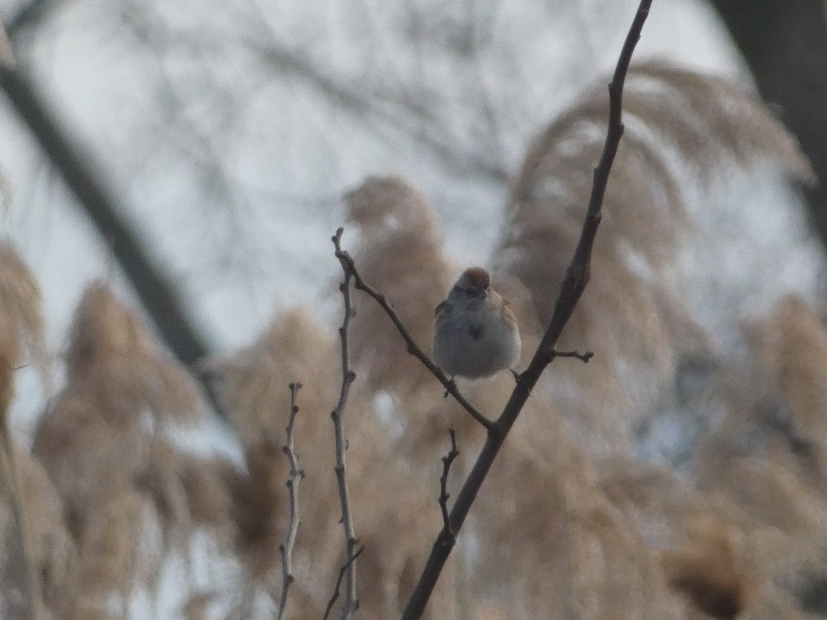 American Tree Sparrow - ML614713592