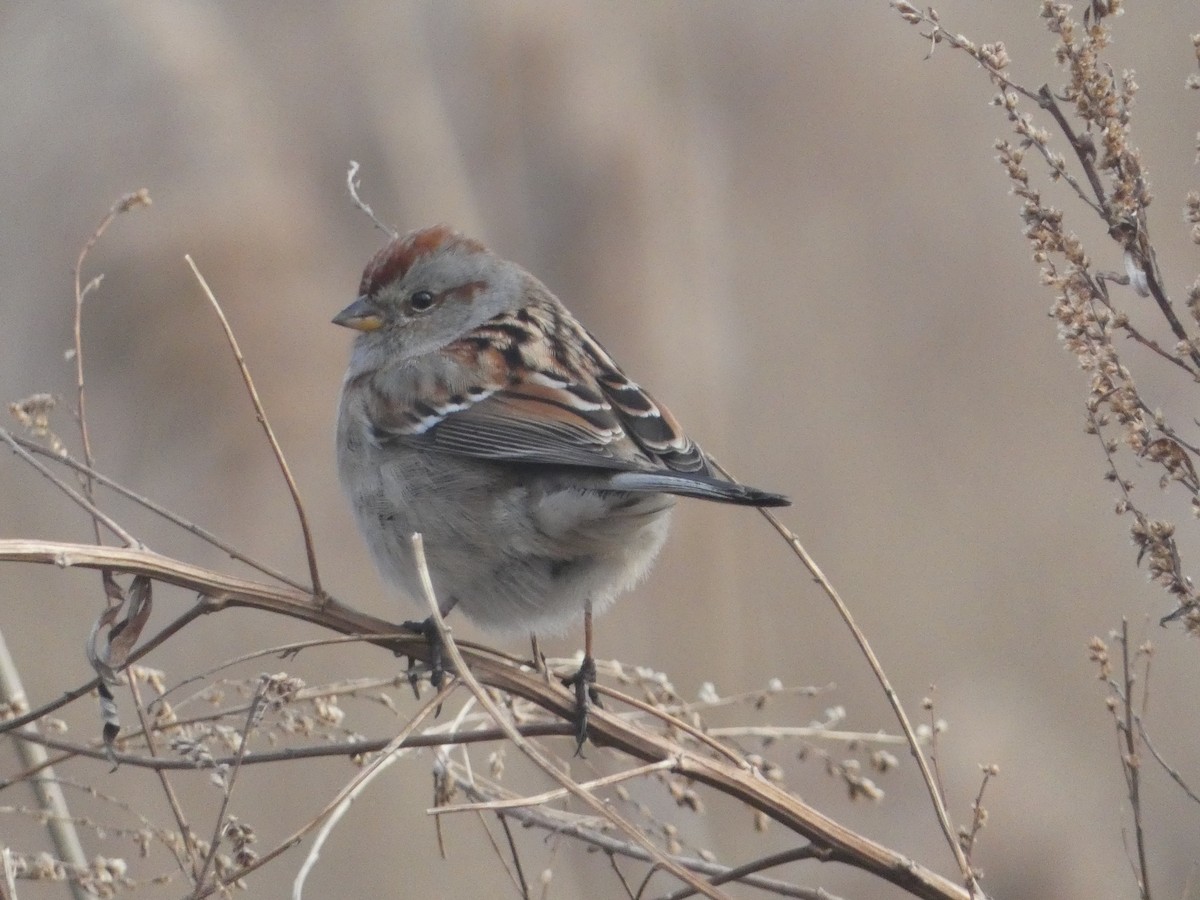 American Tree Sparrow - ML614713594