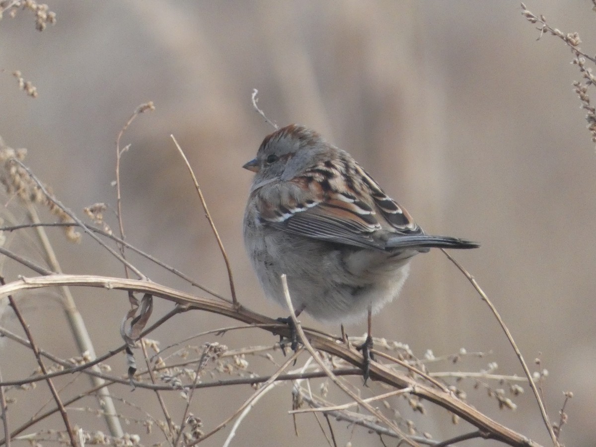 American Tree Sparrow - ML614713595
