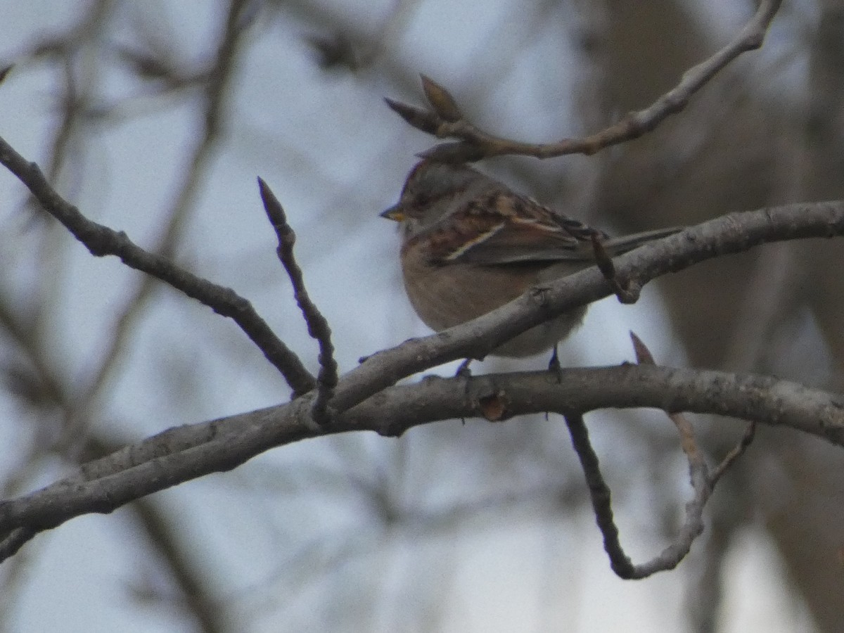 American Tree Sparrow - S & V C