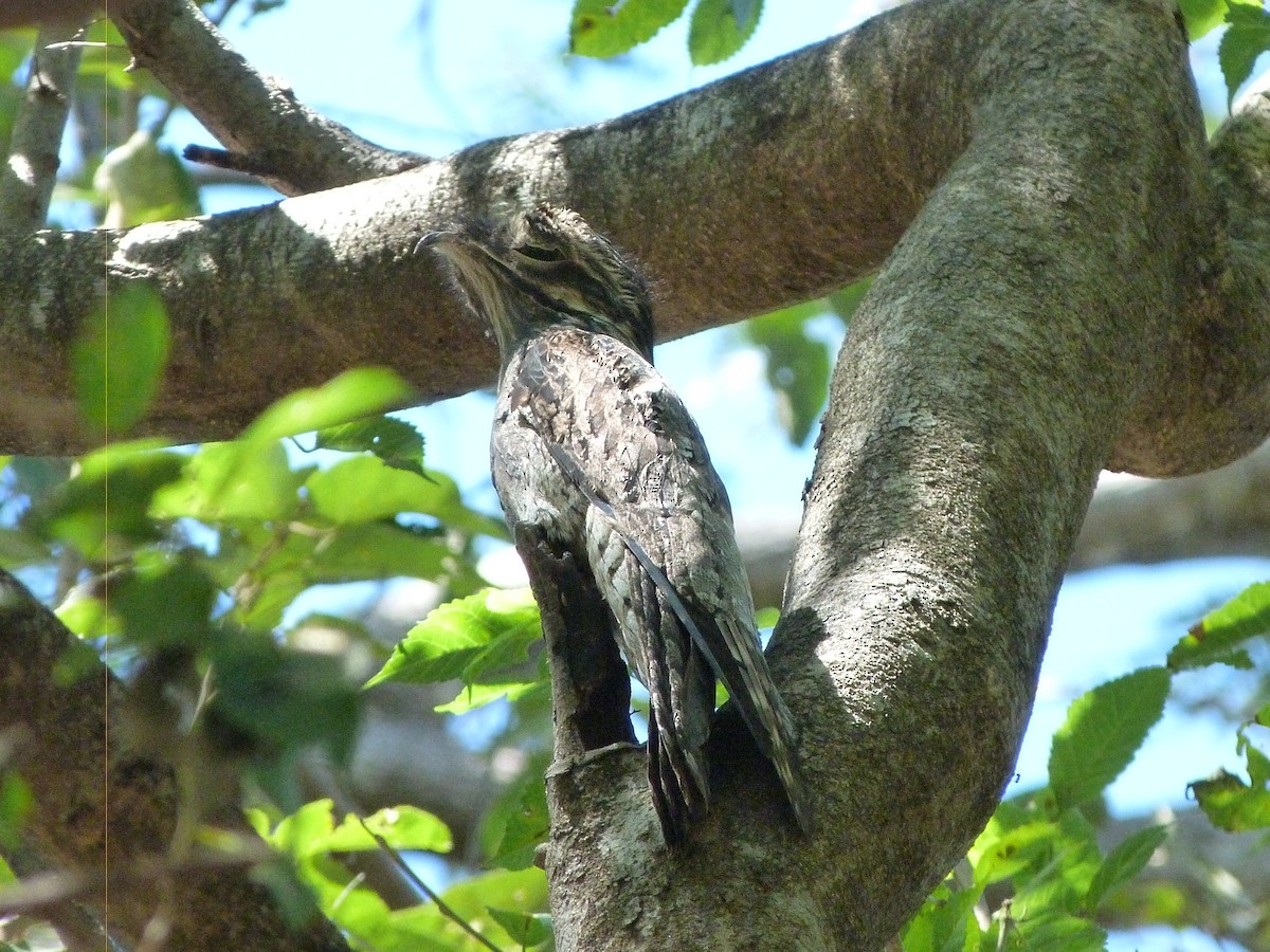 Northern Potoo - Eugenia Salazar Martinez