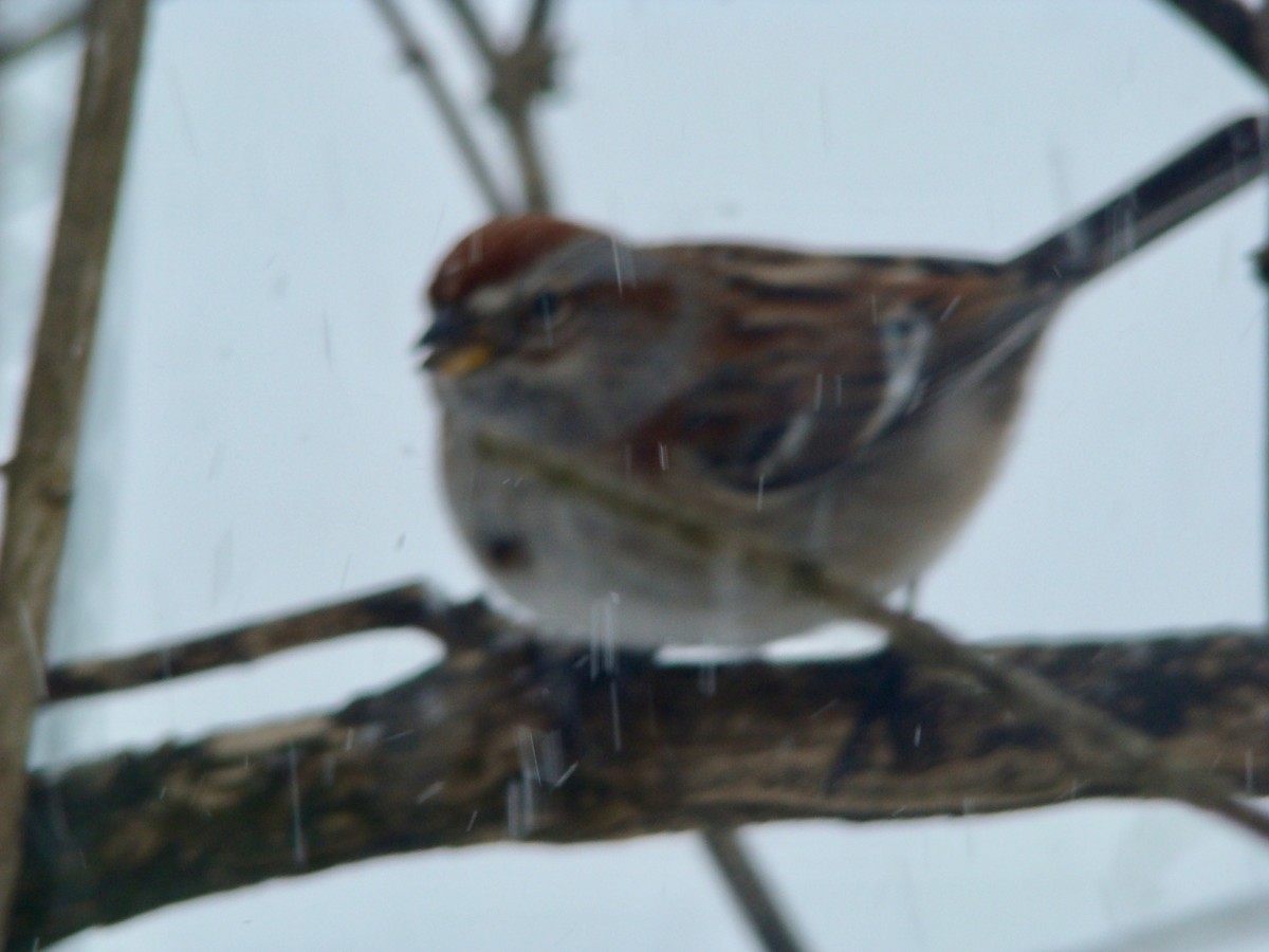 American Tree Sparrow - ML614713605