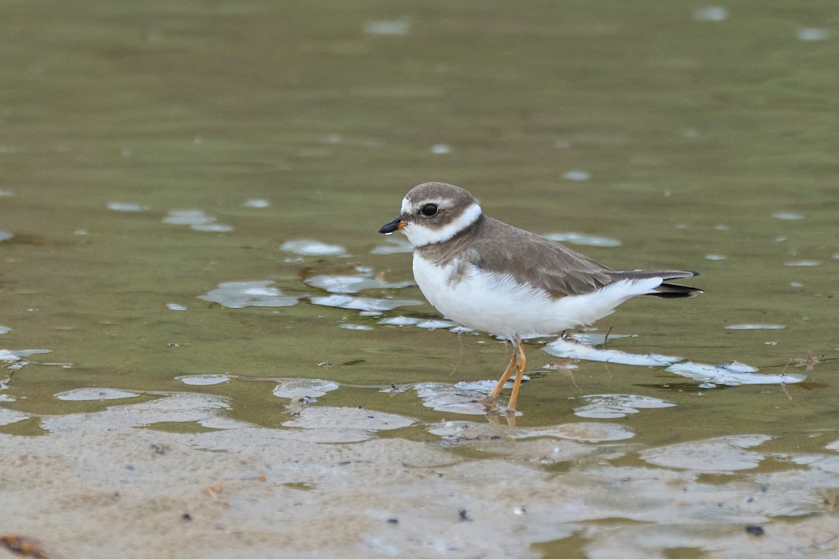 Semipalmated Plover - ML614713608