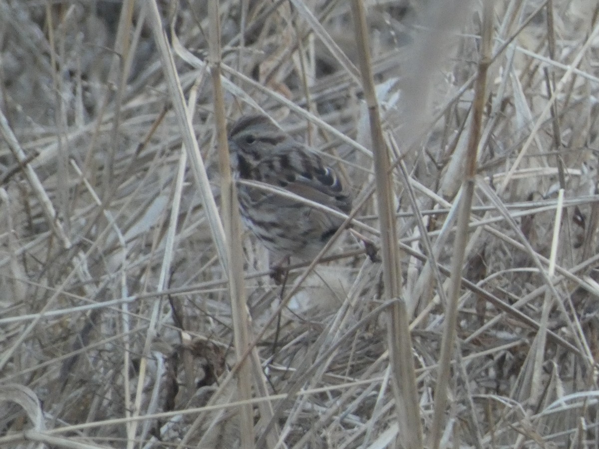 Song Sparrow - ML614713635