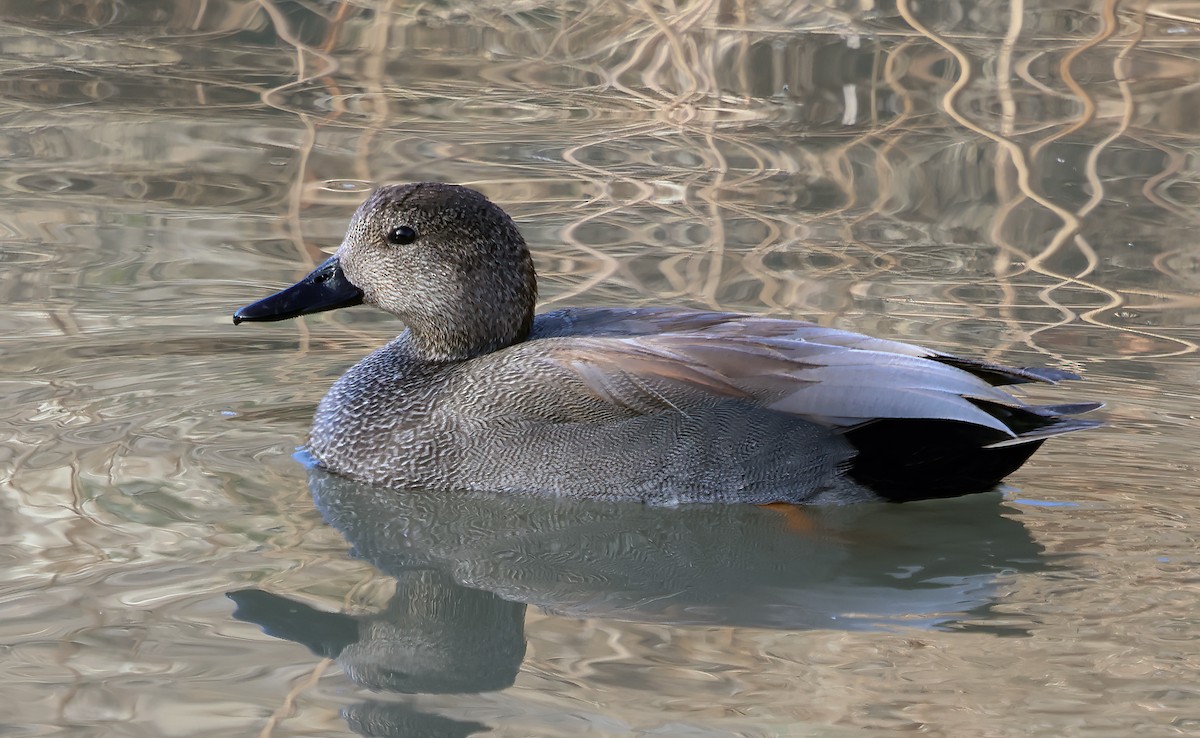 Canard chipeau - ML614713655