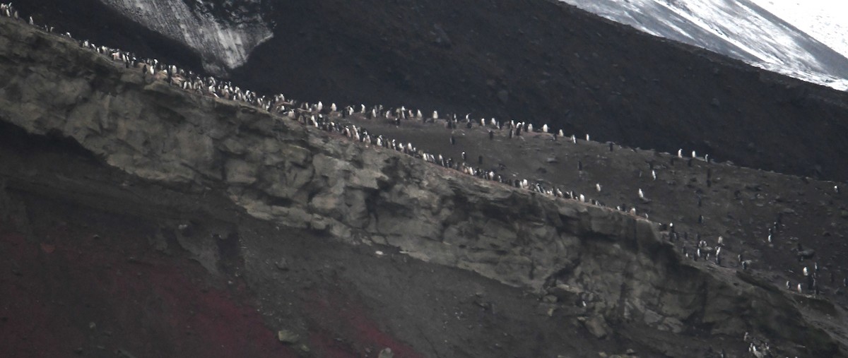 Chinstrap Penguin - ML614713675