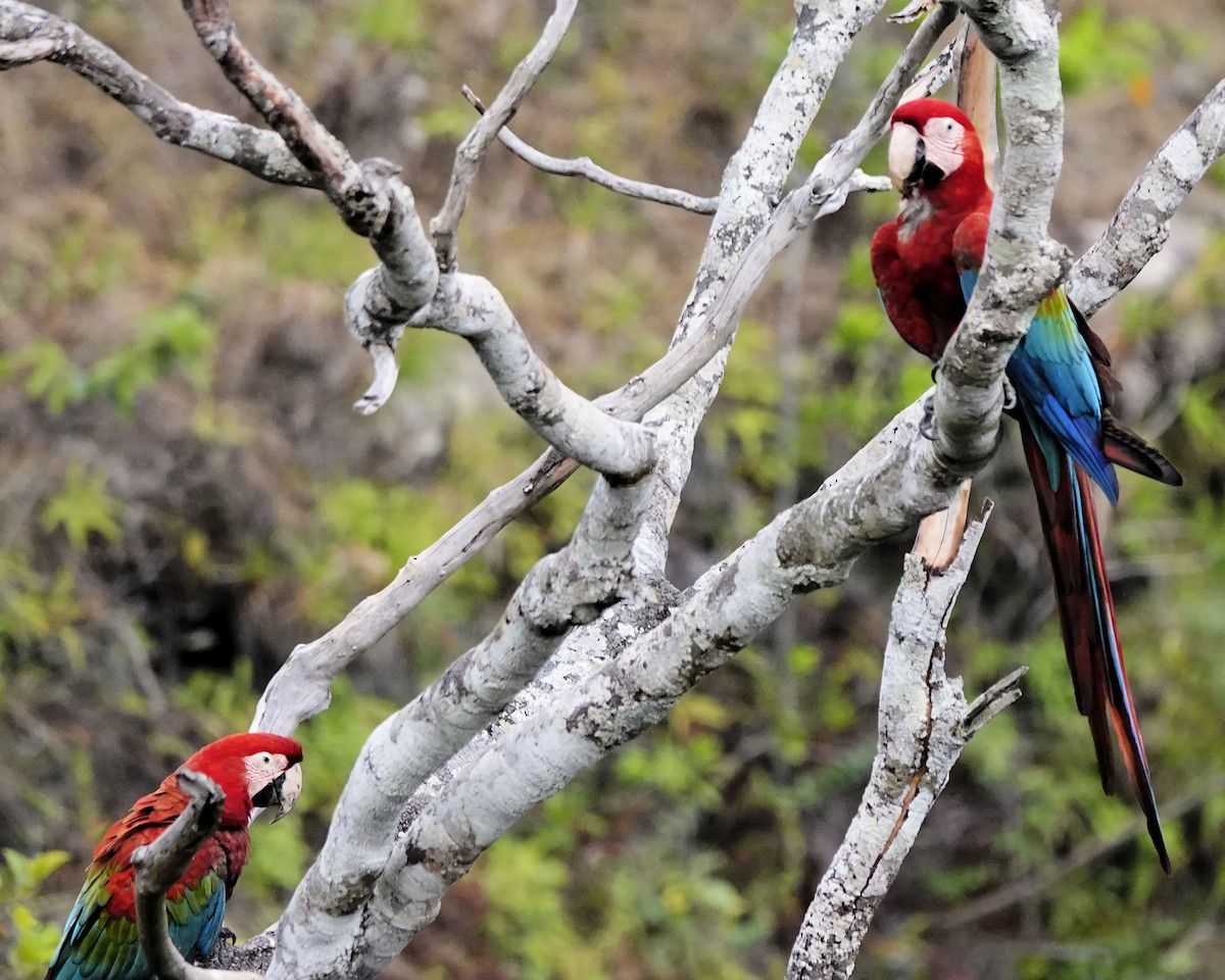 Red-and-green Macaw - ML614713679