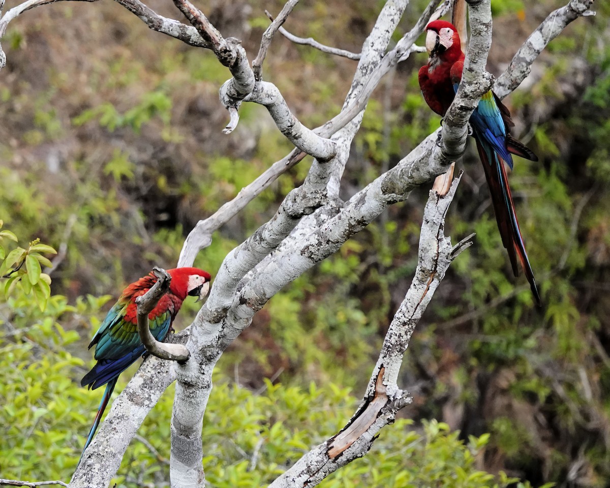 Red-and-green Macaw - ML614713694