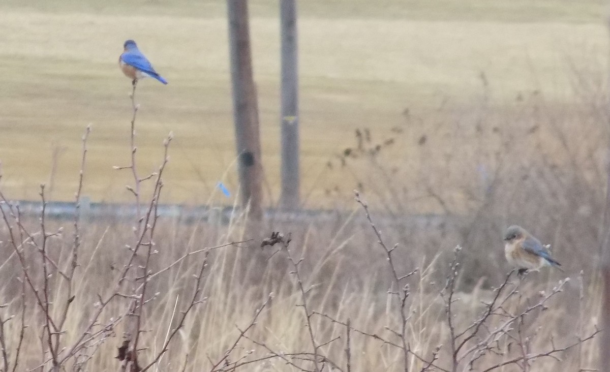 Eastern Bluebird - ML614713696