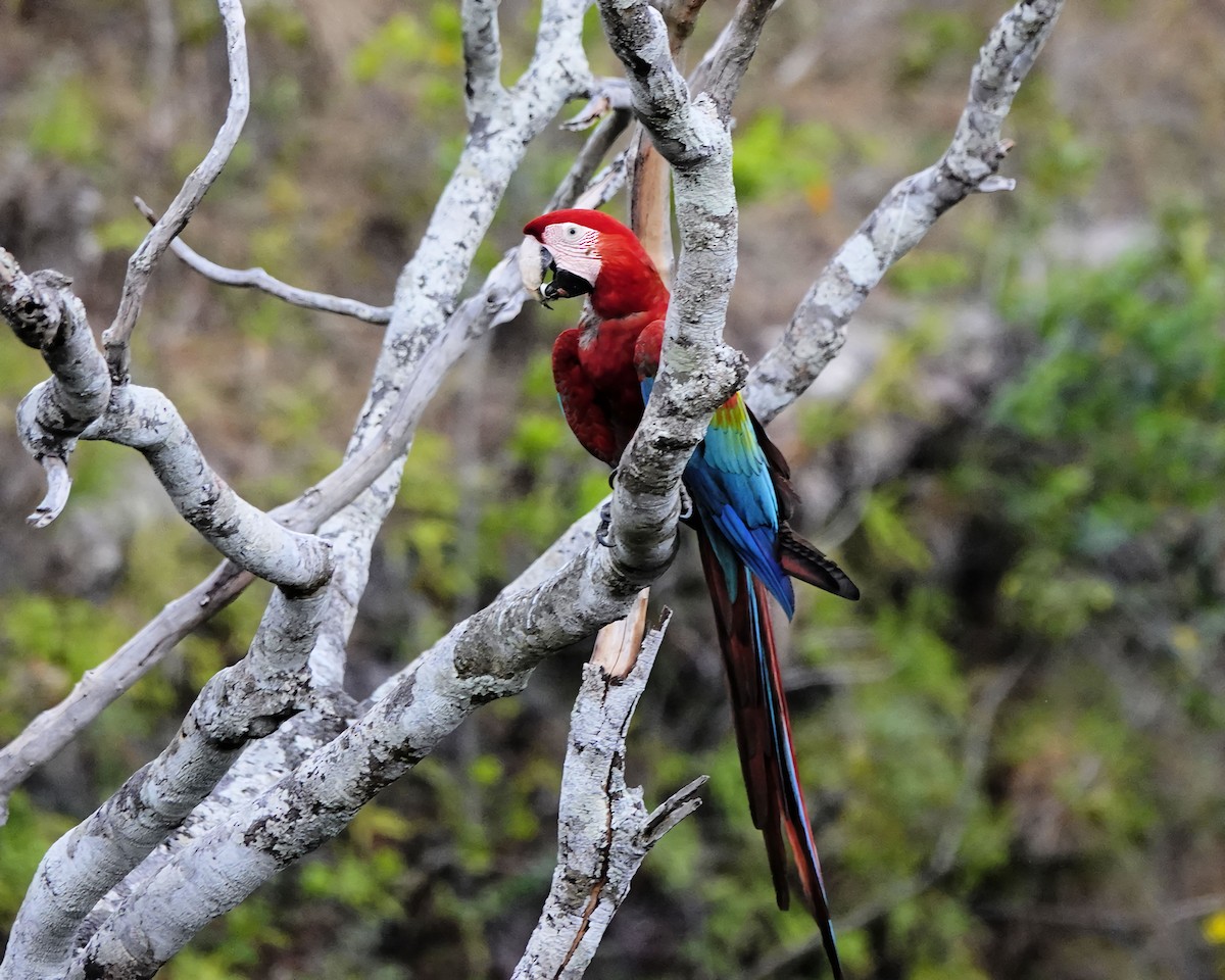 Red-and-green Macaw - ML614713710