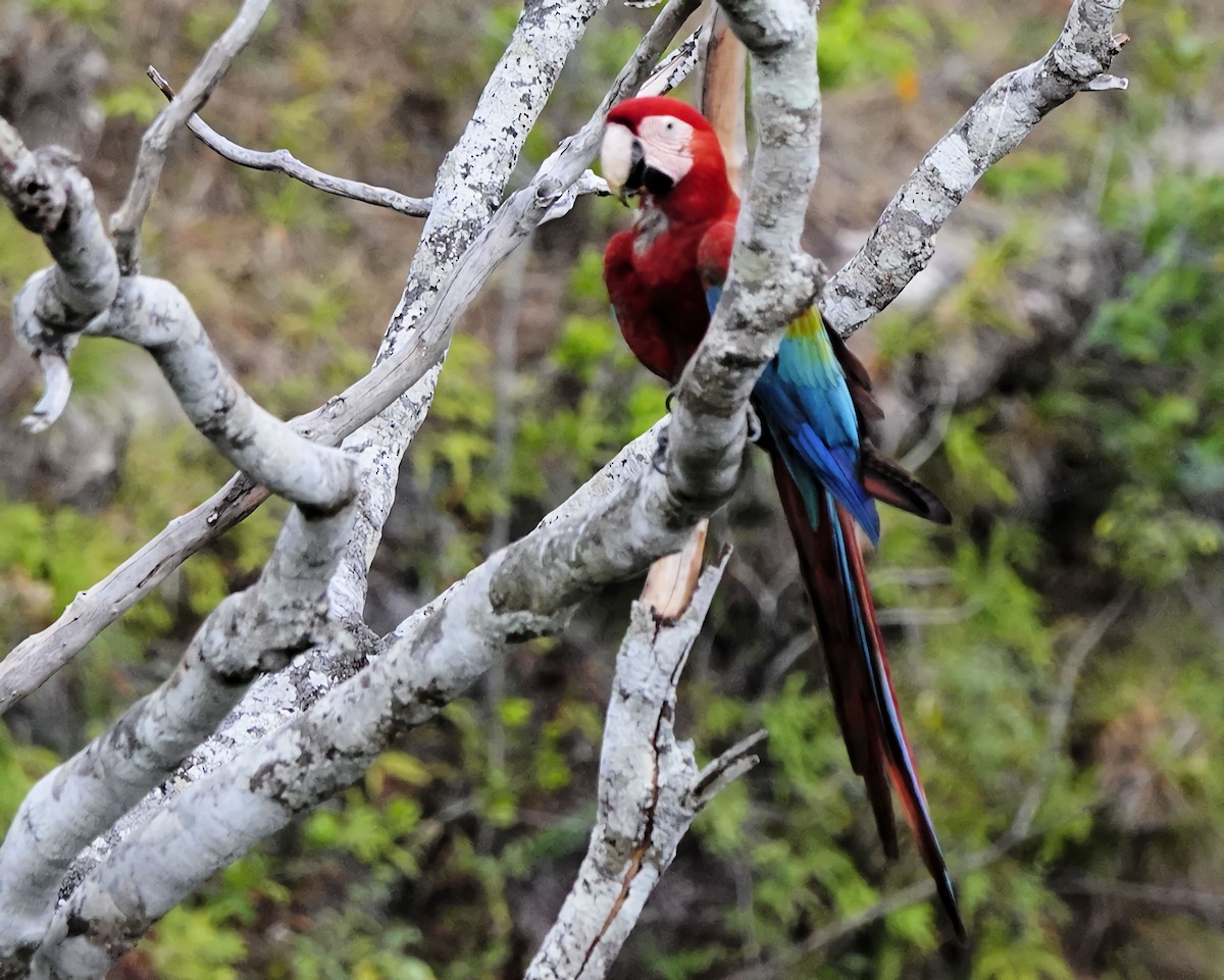 Red-and-green Macaw - ML614713715