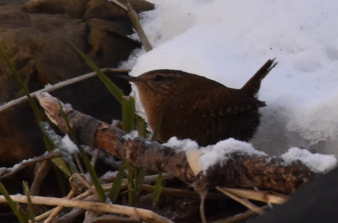 Pacific Wren - ML614713730