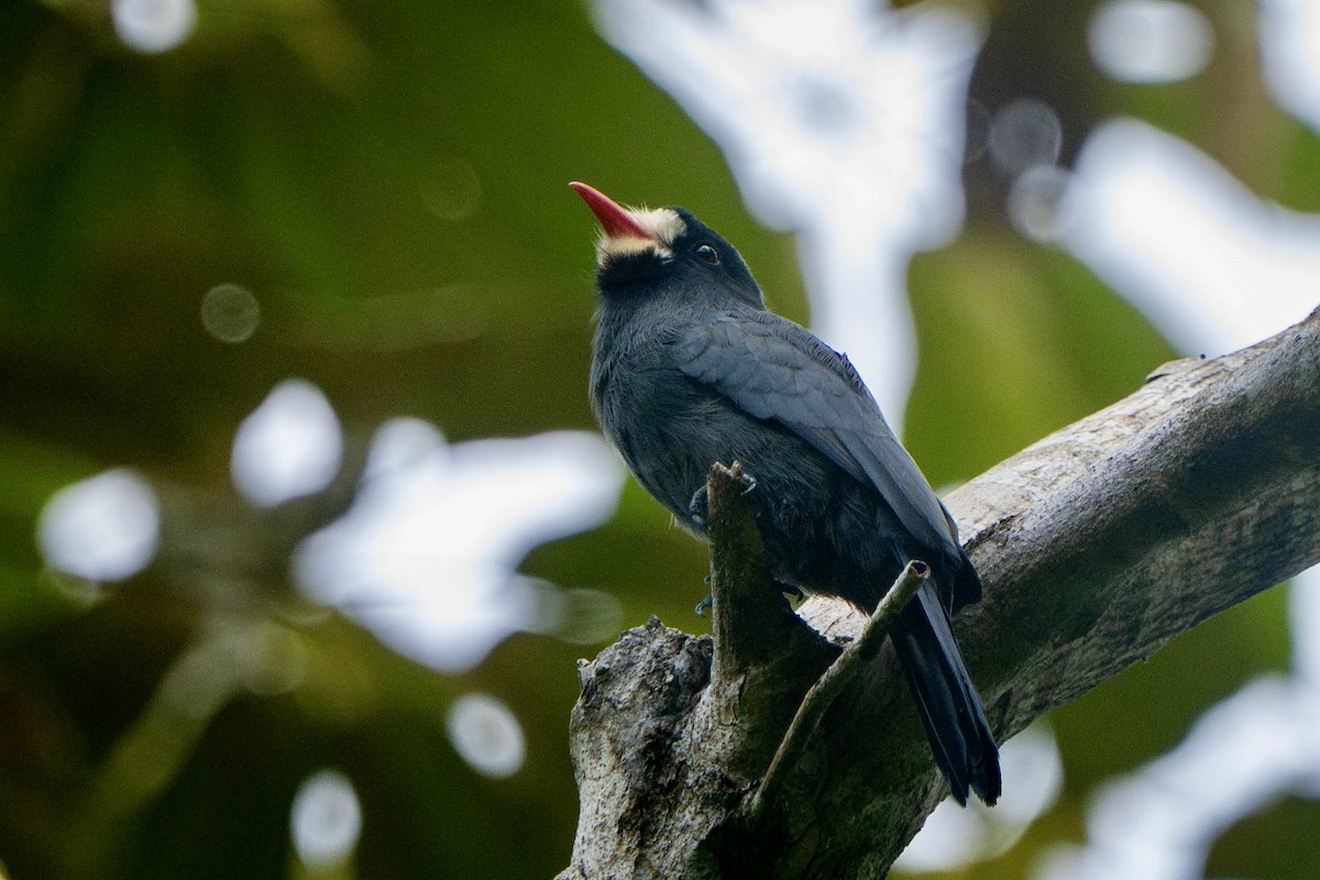 White-fronted Nunbird - ML614713732