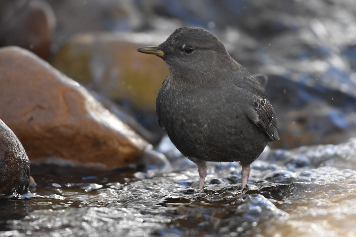 American Dipper - ML614713736