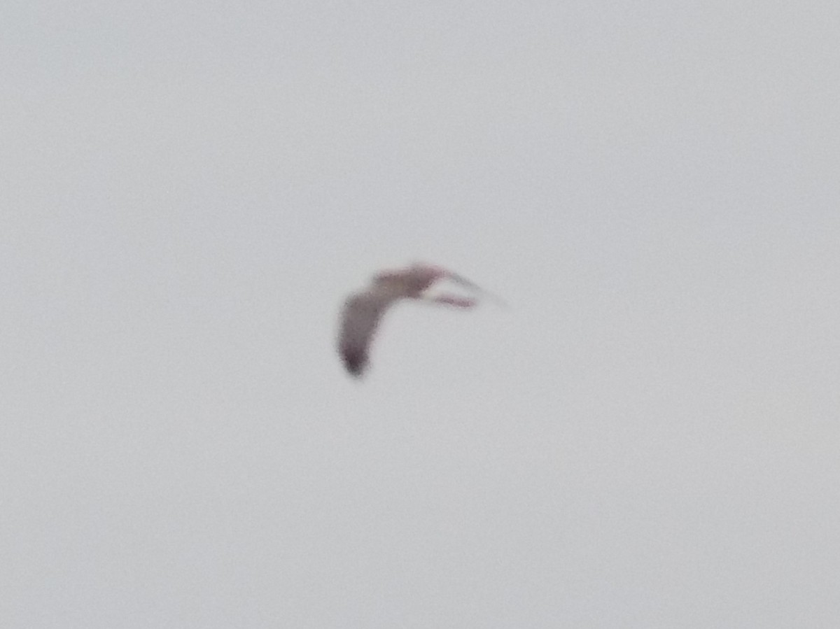 Northern Harrier - ML614713757