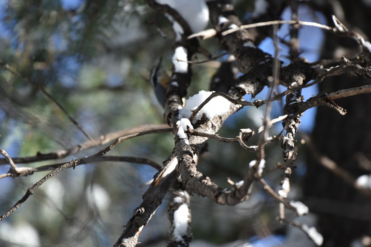 Red-breasted Nuthatch - ML614713761
