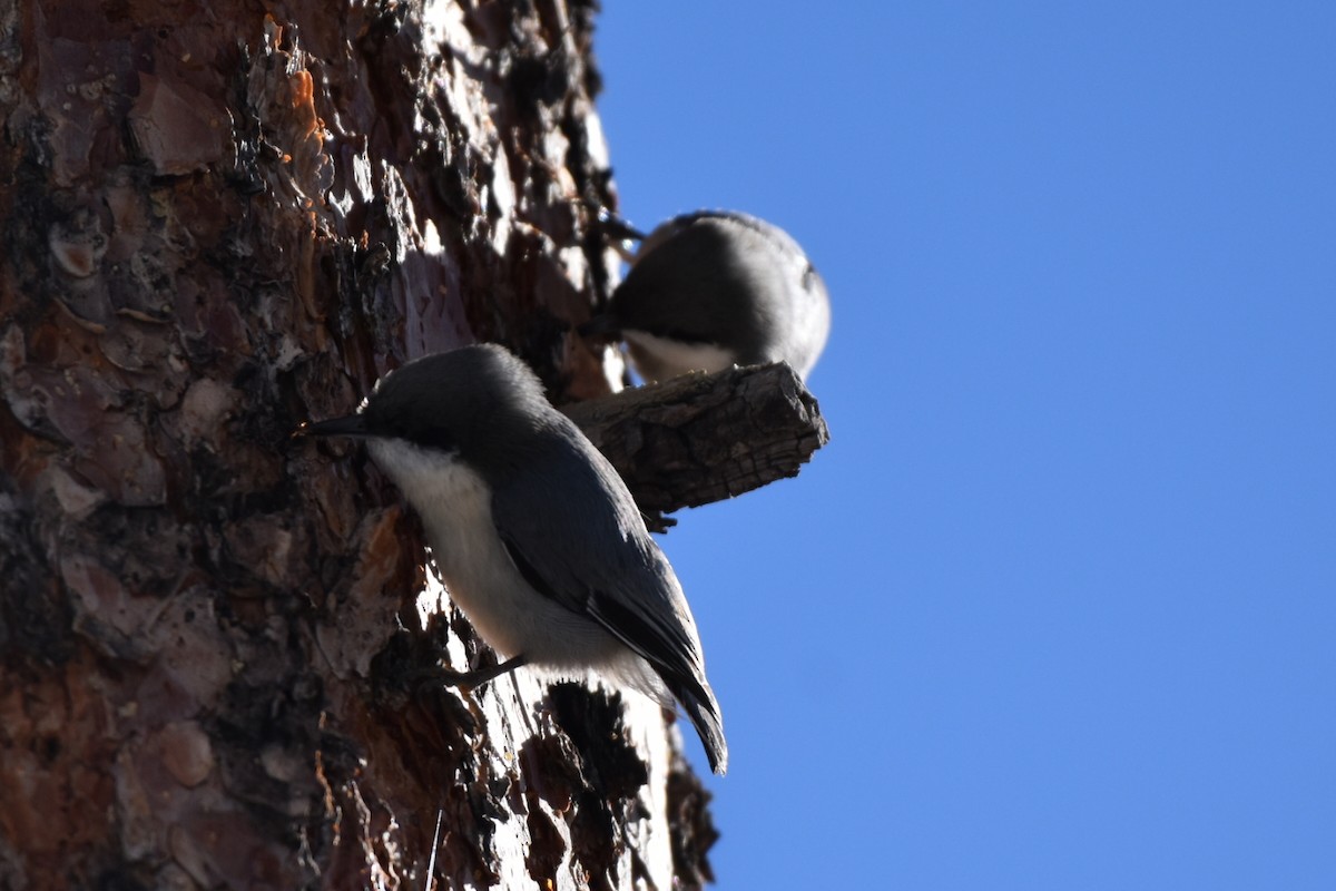 Pygmy Nuthatch - ML614713782