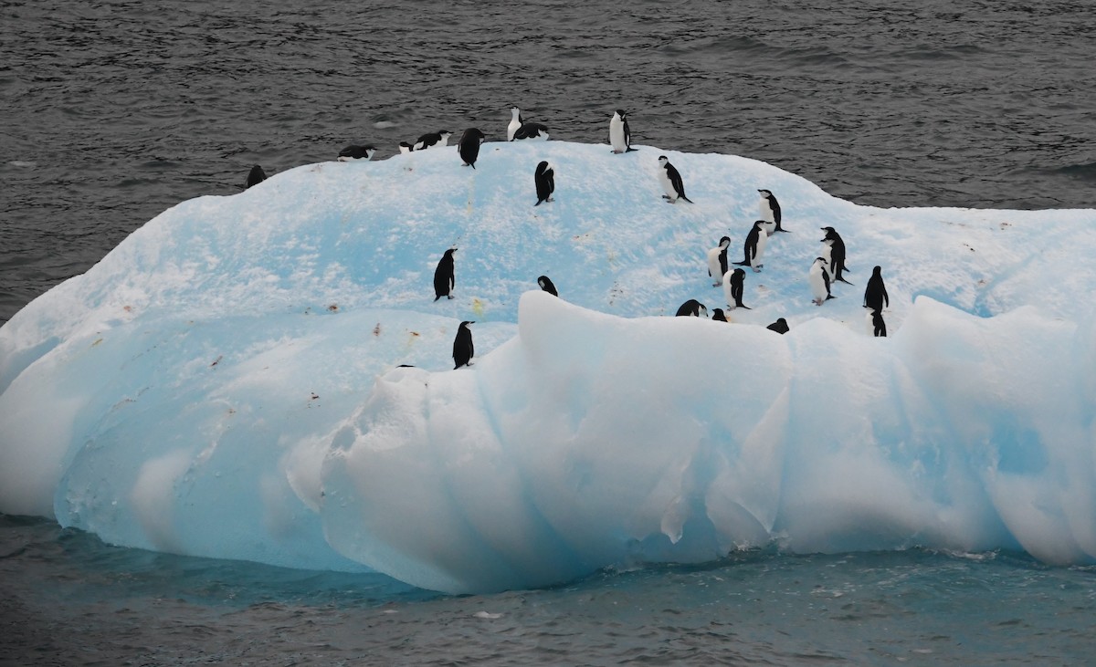 Пінгвін антарктичний - ML614713818