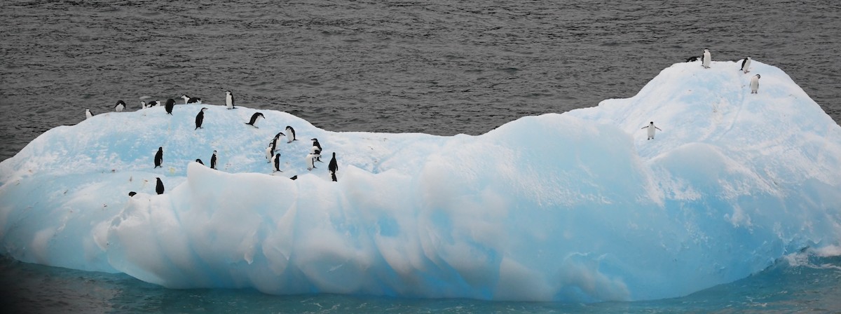 Антарктический пингвин - ML614713819