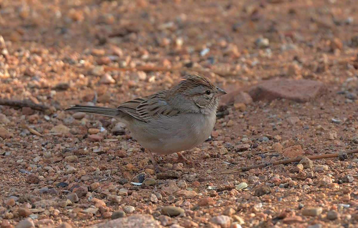 Rufous-winged Sparrow - ML614713838