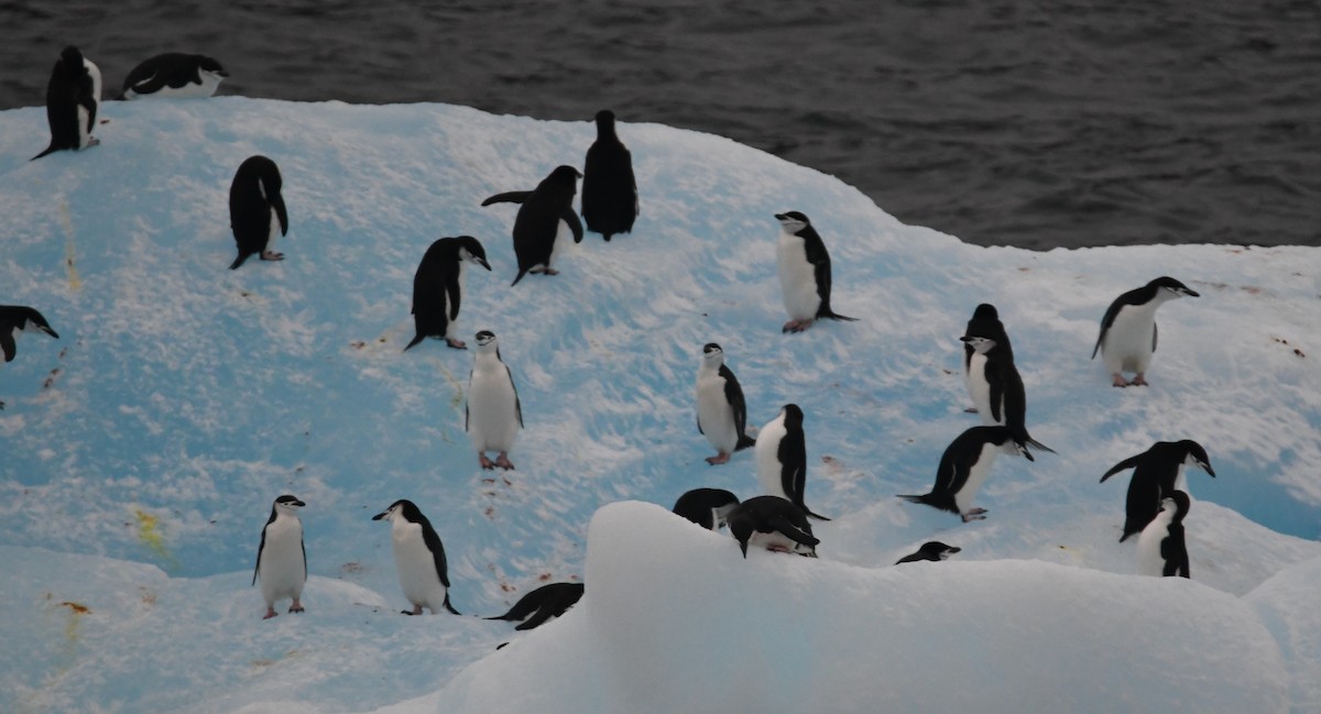 Пінгвін антарктичний - ML614713883