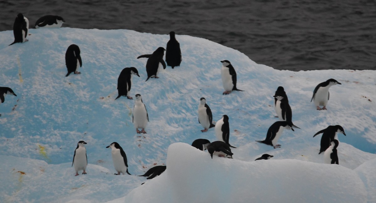 Chinstrap Penguin - ML614713883