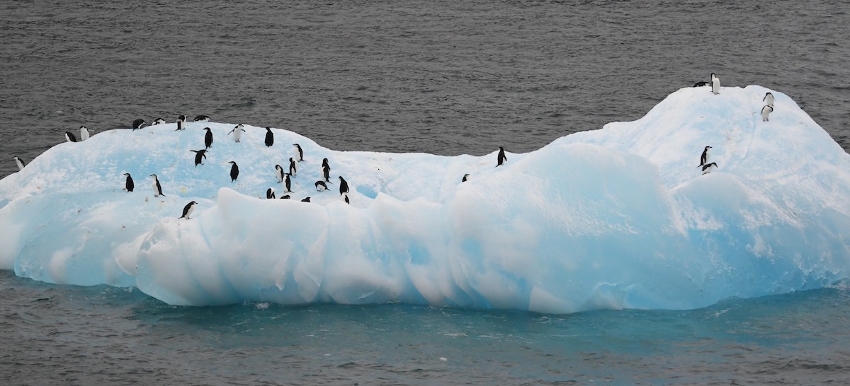 Антарктический пингвин - ML614713884