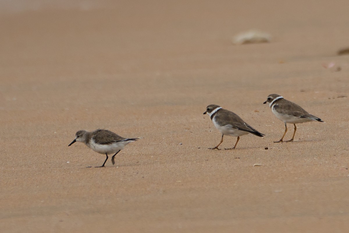 Semipalmated Sandpiper - ML614713889