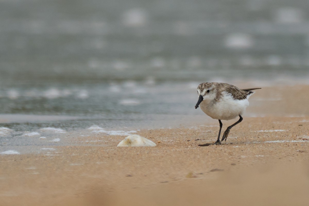 Semipalmated Sandpiper - ML614713890