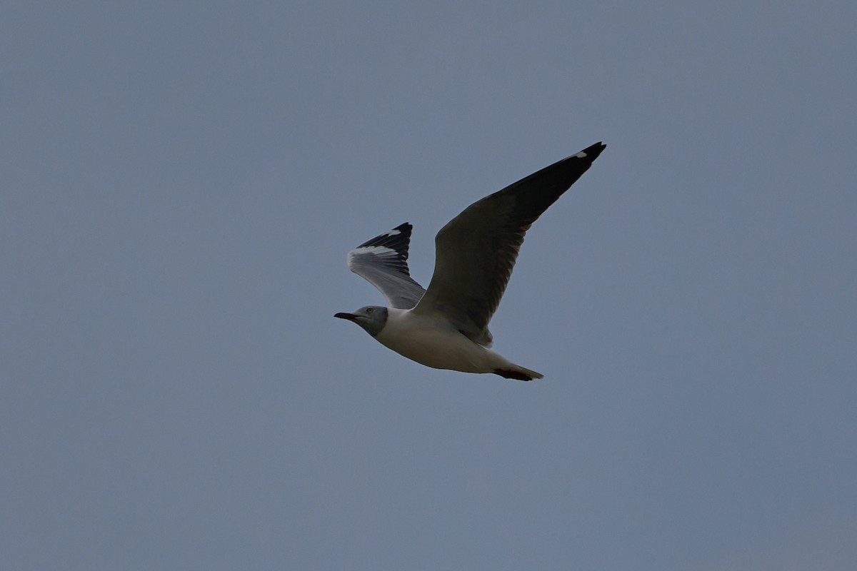 Gray-hooded Gull - ML614713906