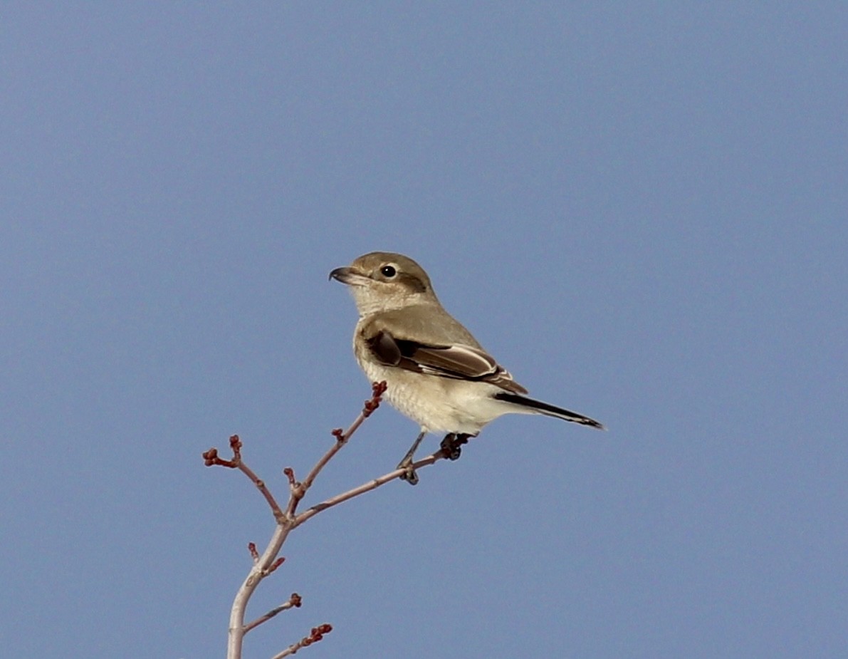 Northern Shrike - thomas fortin