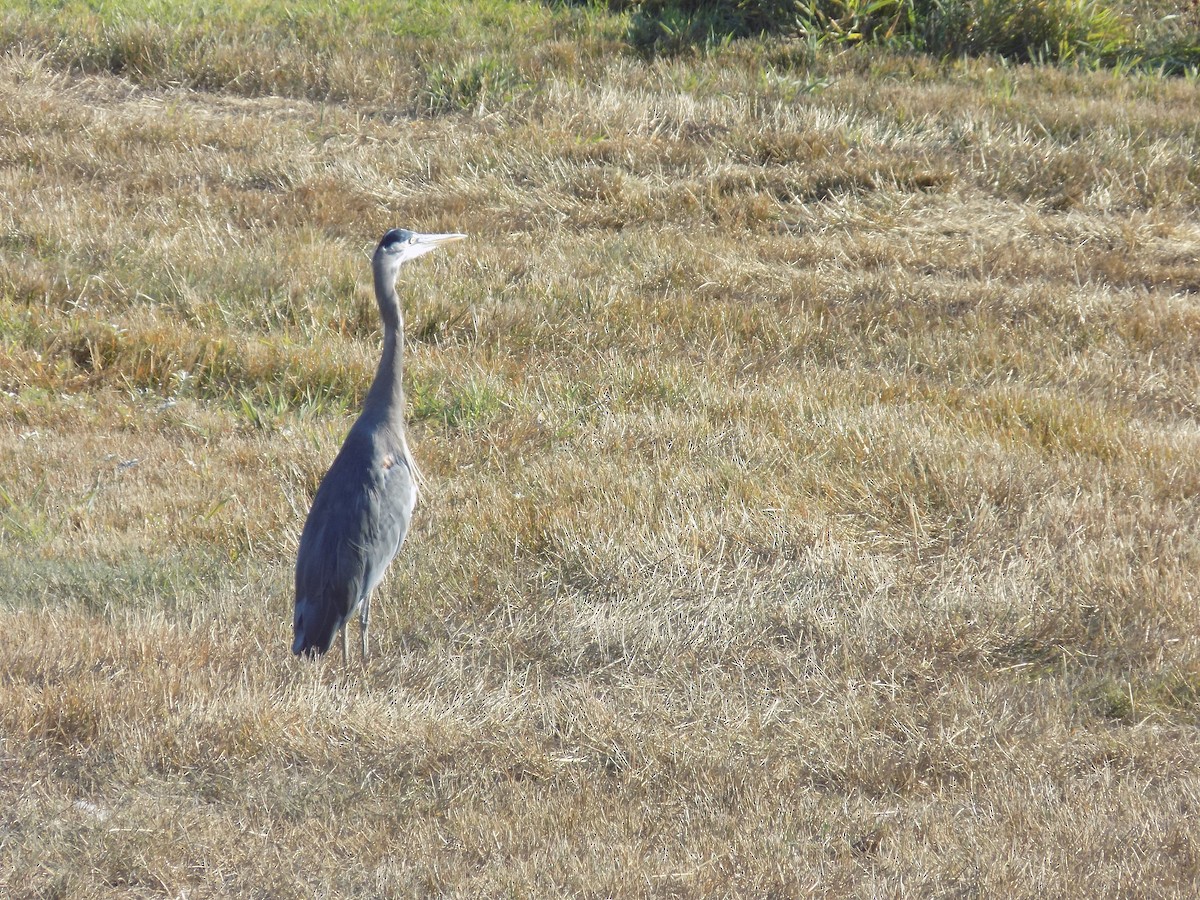 Great Blue Heron - ML614713967