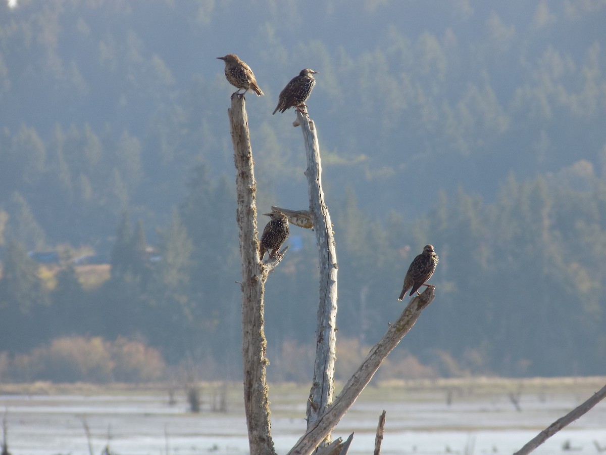 European Starling - ML614713984